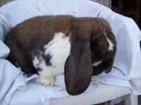 /album/francuzsky-baran1/z-foto-013-jpg2/